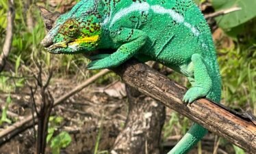 Excursion à la Réserve Naturelle de Lokobe – Une Immersion Authentique en Pleine Nature